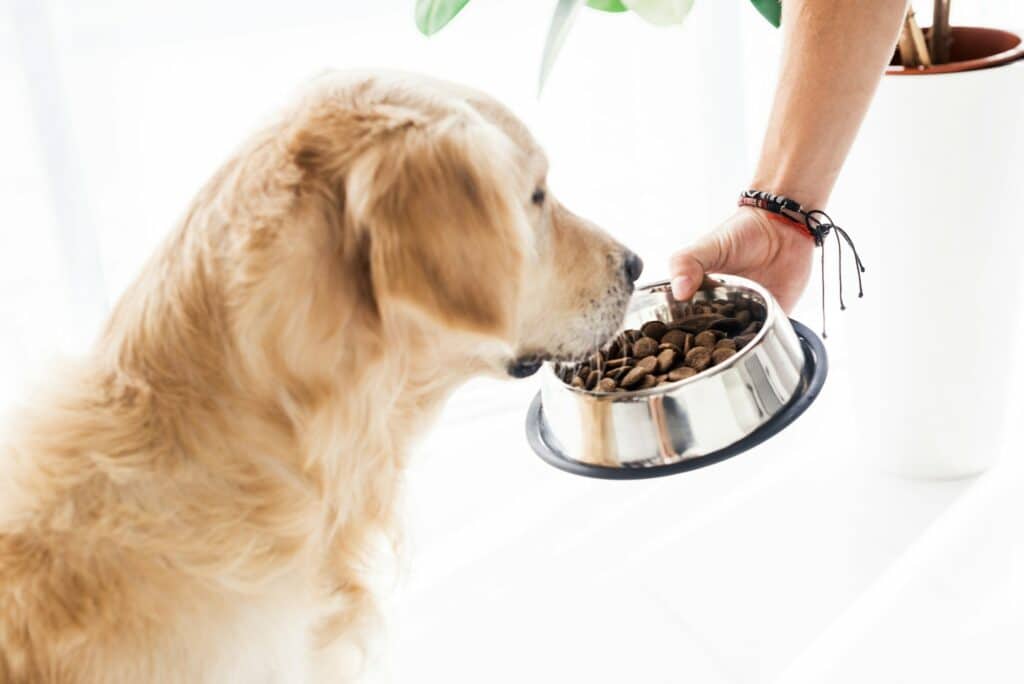 cropped view of man feeding funny golden retriever with dog food