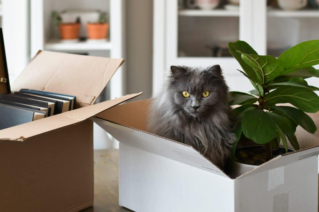 Cute grey cat sitting inside cardboard box packed for moving