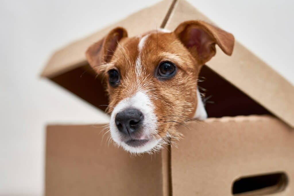 Dog in delivery box.