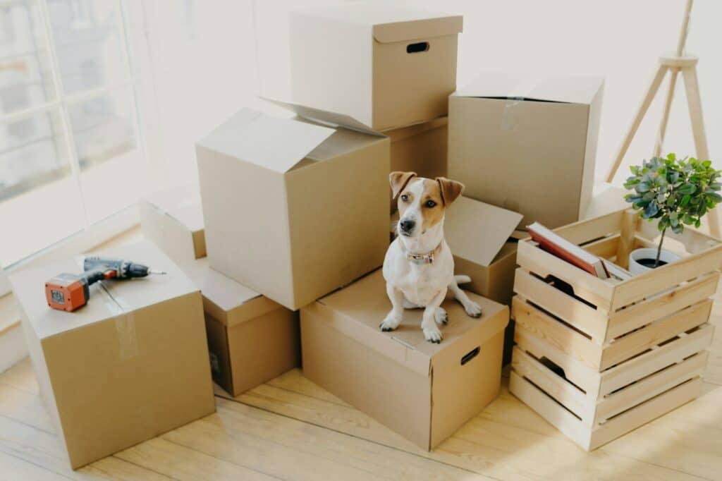 Top view of domestic animal dog poses on cardboard boxes with personal stuff